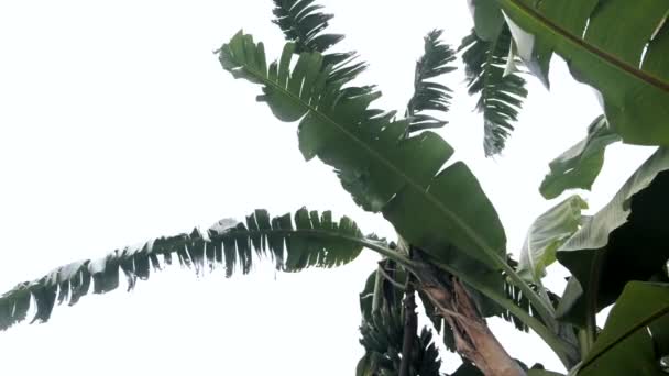 Bananenbaum Afrika — Stockvideo
