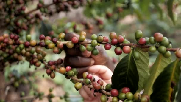 Reife Kaffeefrüchte Oder Kirschen Auf Einer Kaffeepflanze Ruanda Afrika — Stockvideo