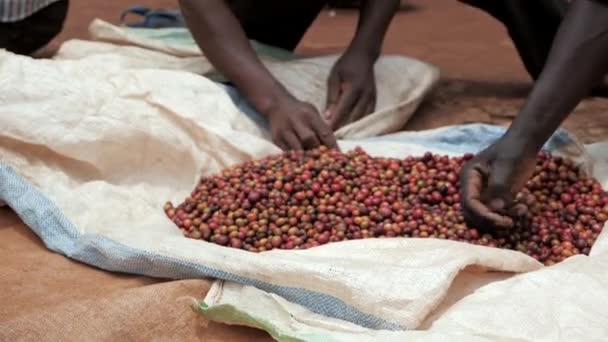 Afrika Kahve Çekirdekleri Içinde Kavrulsun Diye Kahve Meyveleri Ayırıyorum — Stok video