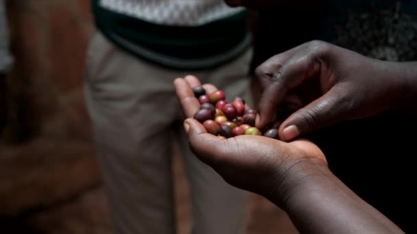 Clasificar Fruta Del Café África Para Asarla Granos Café — Vídeos de Stock