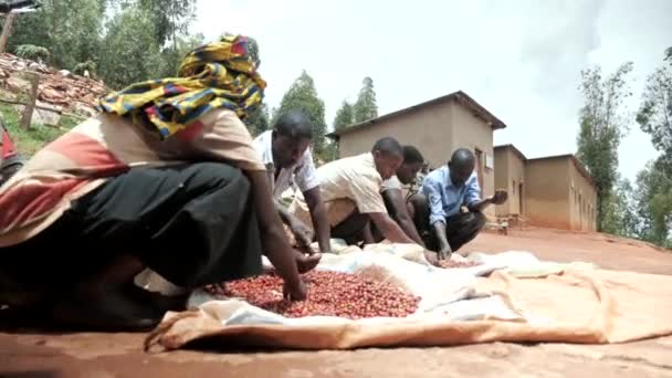 Sorting Coffee Fruit Africa Roasted Coffee Beans — Stock Video