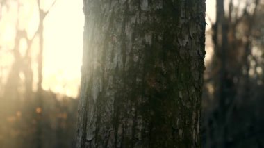 Karmaşık dokunun ve ağaç kabuğunun desenlerinin videosu