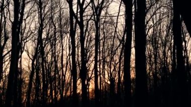 Yükselen ağaçlarla dolu sık bir ormanın videosu