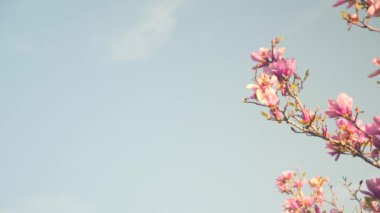 Mavi gökyüzüne uzanan pembe bir ağaç dalının videosu.