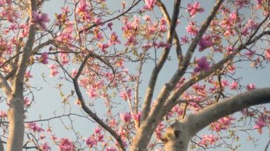Çiçek açmış pembe bir ağacın videosu.