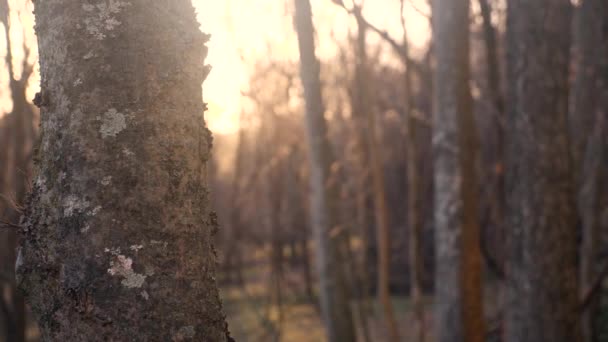 视频中的一个详细的特写树皮的纹理在树干上 周围是茂密的森林 — 图库视频影像