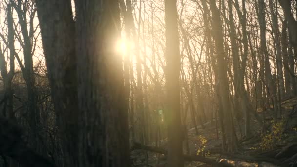 Видео Солнечных Лучей Фильтрующихся Через Деревья Спокойной Лесной Обстановке — стоковое видео