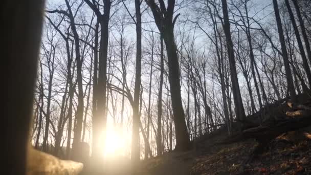 森林里的树木中透出阳光的录像 — 图库视频影像