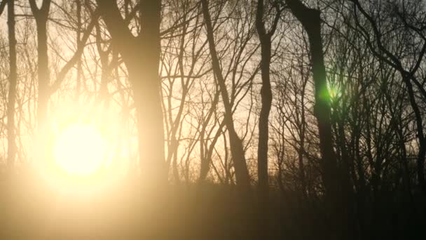 Video Rayos Sol Brillando Través Los Árboles Bosque — Vídeos de Stock