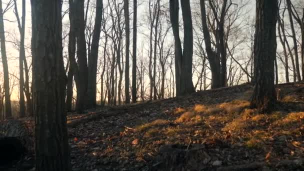 Video Slunečních Paprsků Zářících Lesními Stromy Vytváří Poklidnou Klidnou Atmosféru — Stock video