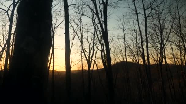 Filmik Światła Słonecznego Filtrującego Drzewa Spokojnym Lesie — Wideo stockowe