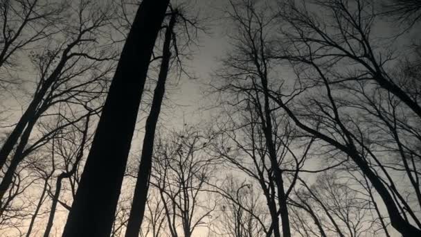 そびえ立つ木々の鬱蒼とした森の映像 — ストック動画