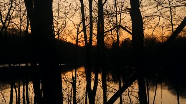Vídeo Lago Sereno Cercado Por Exuberantes Árvores Verdes — Vídeo de Stock