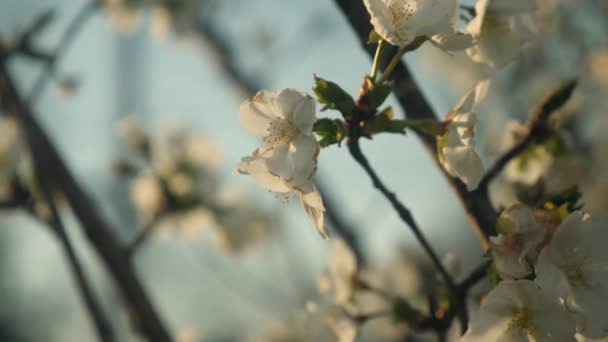 Vídeo Uma Bela Árvore Com Flores Brancas Perto — Vídeo de Stock