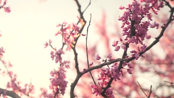 特写中的一株盛开的粉红花朵树的录像 — 图库视频影像