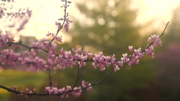 Видео Цветущего Дерева Розовыми Цветами Вблизи — стоковое видео