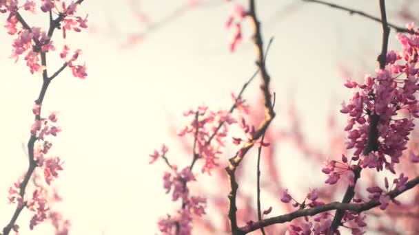 Film Kwitnącym Różowym Drzewem Kwiatowym Zbliżeniu — Wideo stockowe