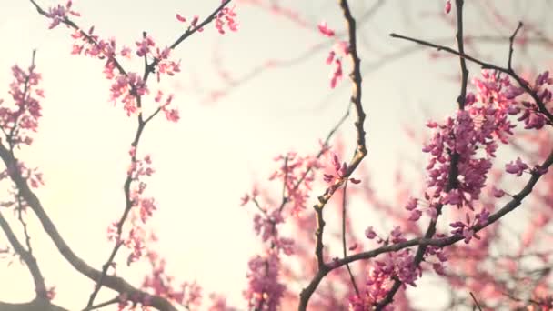 Video Hermoso Árbol Flores Rosadas Primer Plano — Vídeo de stock