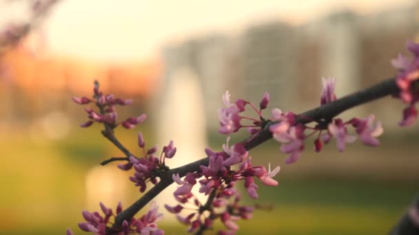 Vídeo Uma Árvore Floração Roxa Frente Uma Fonte Serena — Vídeo de Stock