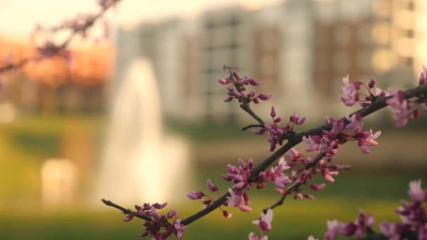 一个美丽的树枝被紫色花朵覆盖的视频 — 图库视频影像
