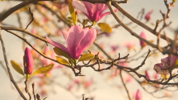 Wideo Kwitnącym Różowym Drzewem Wiśni — Wideo stockowe