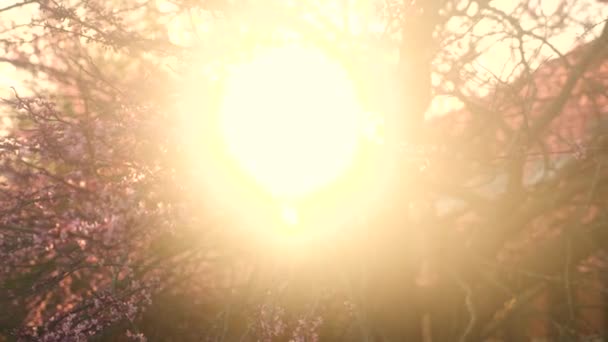 Video Solstrålar Som Filtrerar Genom Lövverket Ett Träd — Stockvideo