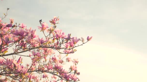 Vídeo Uma Árvore Flores Rosa Com Pássaro Empoleirado Seus Ramos — Vídeo de Stock