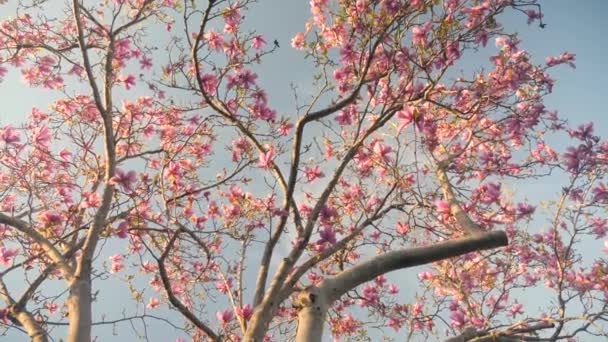 Видео Обнаженного Розового Дерева Расцвете Сил — стоковое видео