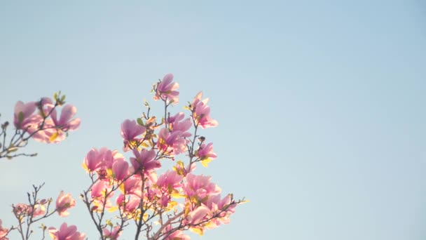 Videó Egy Virágzó Rózsaszín Fáról Egy Kertben Vagy Parkban — Stock videók