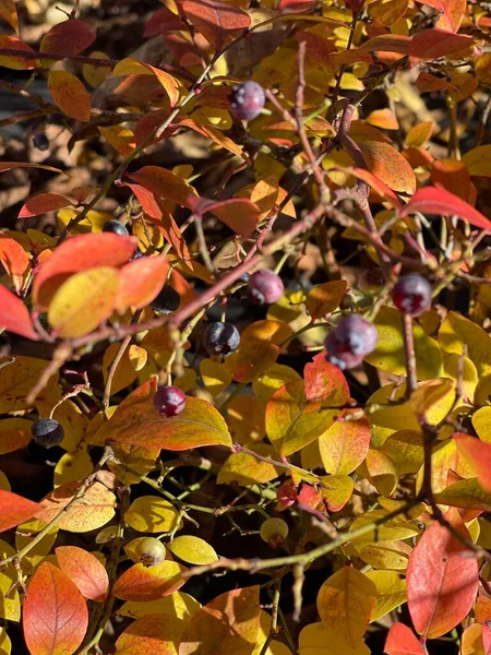 Blueberry in the late autumn. Autumn colors on a blueberry bush. High quality photo