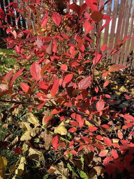 Blueberry in the late autumn. Autumn colors on a blueberry bush. High quality photo
