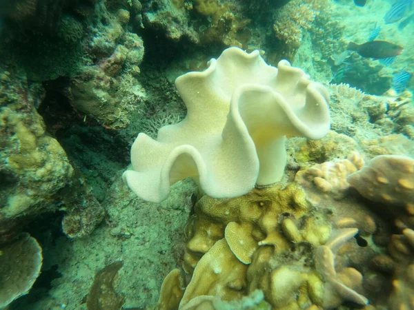 Blume Meer Lebenden Korallen Und Riffe Farbe Unter Tiefen Dunklen — Stockfoto