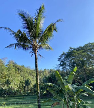 Hindistan cevizi ağaçları ve muz ağaçları pirinç tarlalarında
