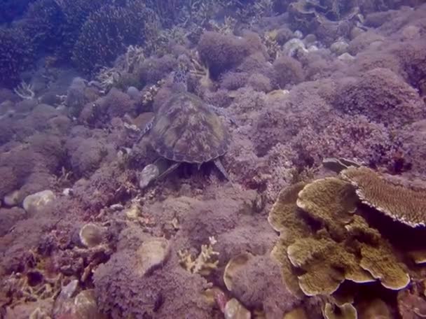 Черепаха Море — стоковое видео