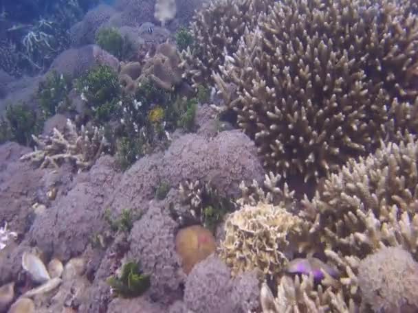 Korallenriff Exotische Fische Die Schönheit Der Unterwasserwelt Leben Ozean Tauchen — Stockvideo