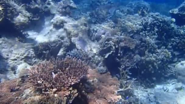 Вид Морскую Экосистему Голубой Океан Дикая Природа Море — стоковое видео