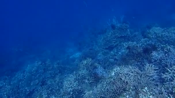Подводная Сцена Коралловым Рифом Рыбами — стоковое видео