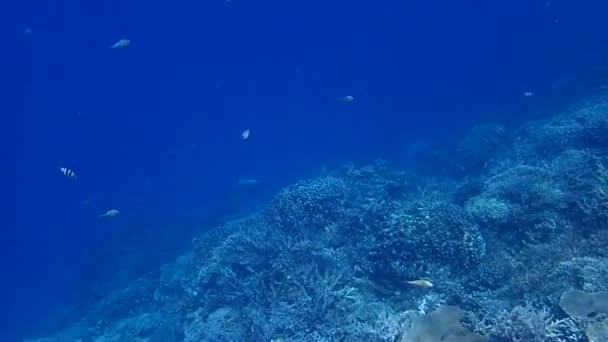 Escena Submarina Con Arrecife Coral Peces — Vídeos de Stock