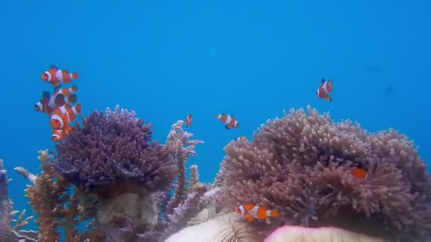 Рыба Клоун Немо Своем Естественном Доме Анемона Три Милые Рыбки — стоковое видео