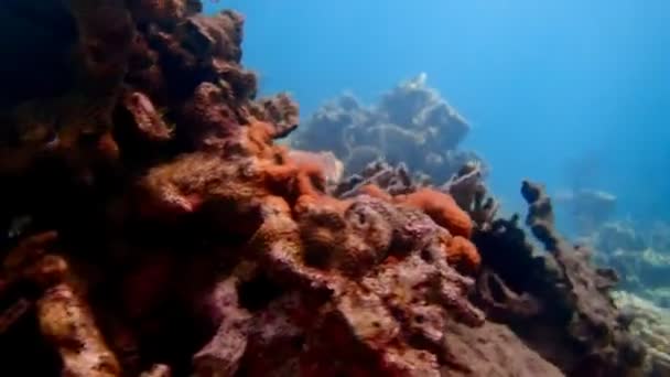 潜水拍摄了一个美丽的海景水下珊瑚礁与五彩斑斓的热带鱼 美丽的活珊瑚花园和许多鱼在清澈透明的蓝海中游泳和觅食 — 图库视频影像