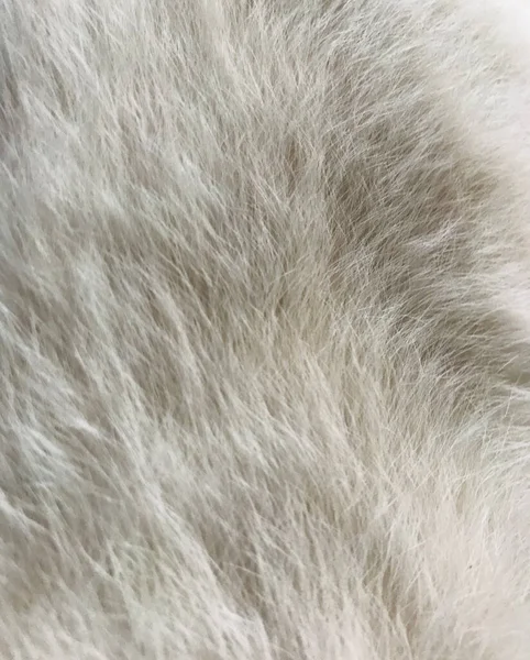 Futro Kot Jasny Szary Lub Biały Tekstury Abstrakcyjny Dla Tła — Zdjęcie stockowe