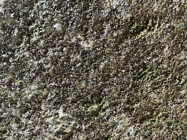 Dead Moss Texture Wall Background — Stock Photo, Image