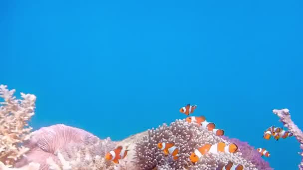 Nemo Peixe Palhaço Nadando Mar Anêmona Recife Coral Saudável Colorido — Vídeo de Stock