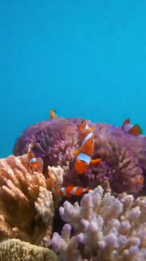 Bir palyaço balığı deniz şakayığı ve Nemo balık evinde zarifçe yüzer.