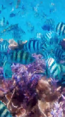 Kızıl denizdeki balıklar