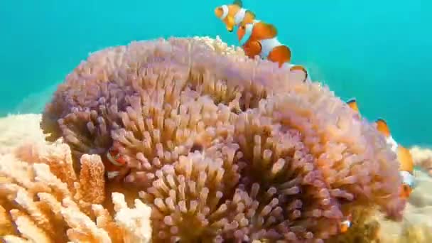 Anmutig Schwimmt Ein Clownfisch Seeanemone Und Fischhaus Nemo — Stockvideo