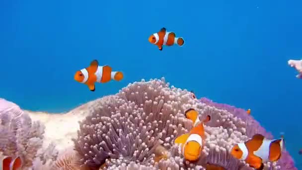Pez Payaso Nada Graciosamente Alrededor Anémona Marina Casa Peces Nemo — Vídeos de Stock