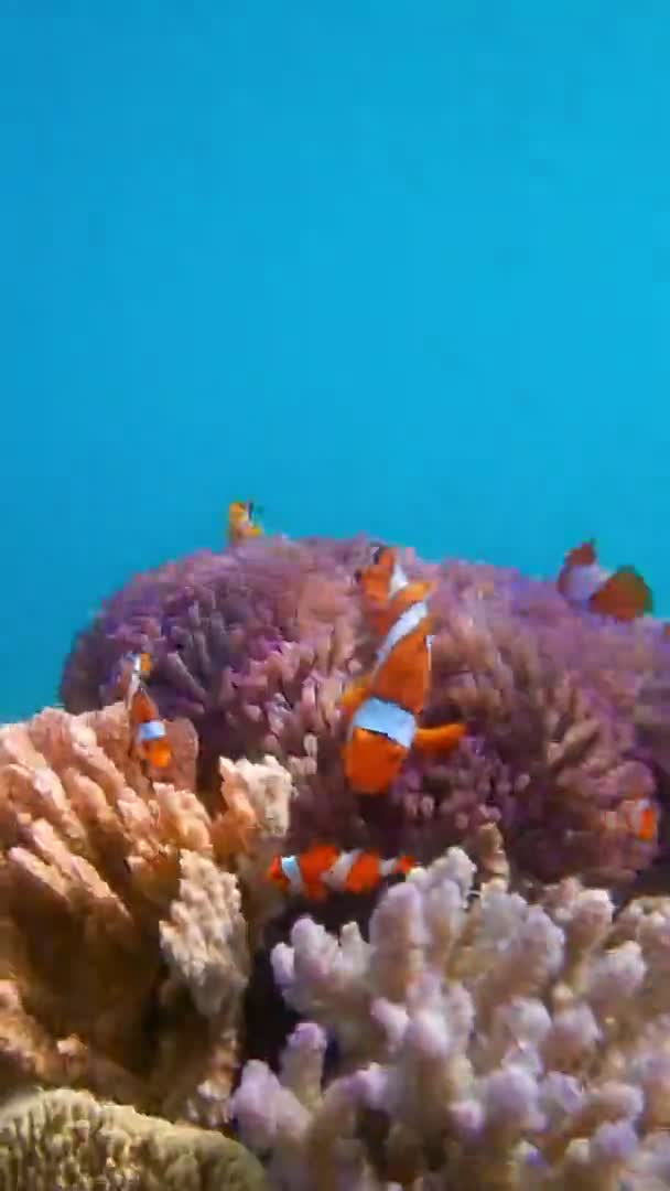 Клонова Риба Витончено Плаває Навколо Морського Анемона Рибного Будинку Немо — стокове відео