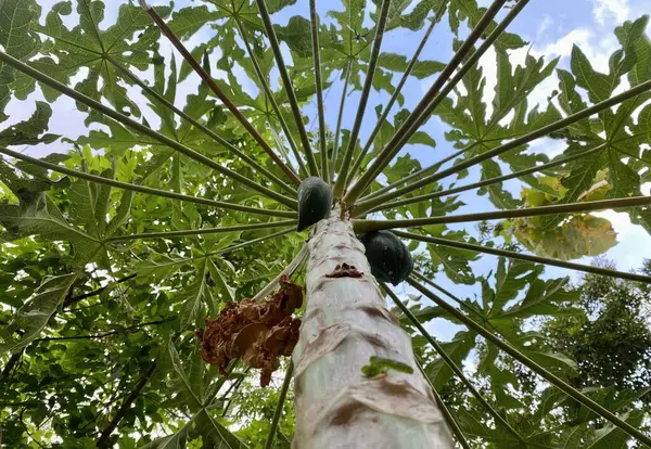 Genç bir papaya ağacı ve tohumlarının ayrıntıları