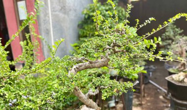 Dalları bükülmüş ve yemyeşil yaprakları olan bir Bonsai Ağacı